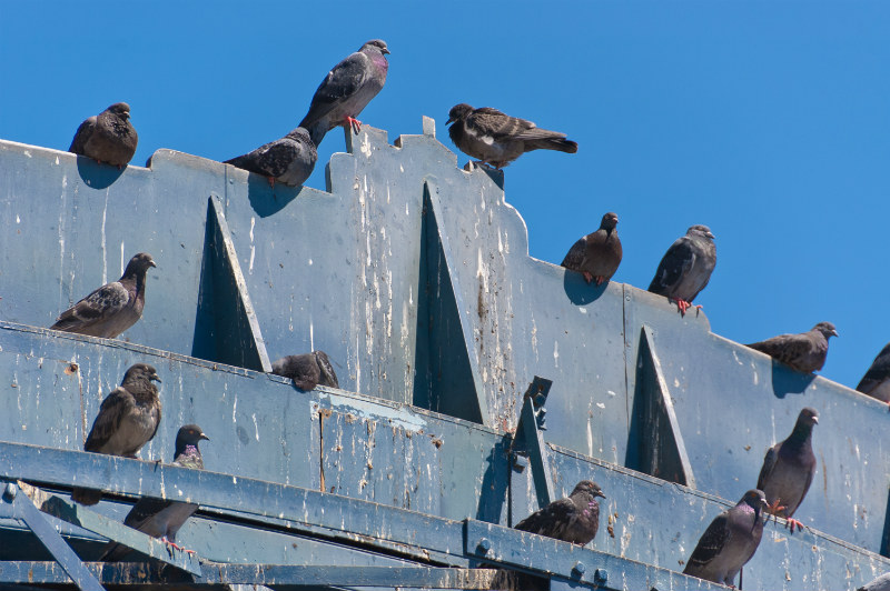Nettoyage de fientes de pigeons